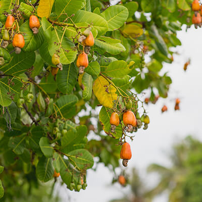 Strom obličkovec západný - kešu orechy | Frutree