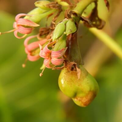 Kvet obličkovca západného - kešu orechy | Frutree
