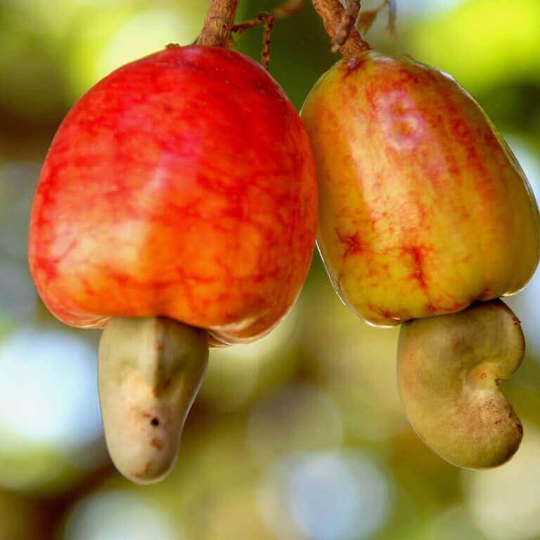 Plod obličkovca západného - kešu orechy | Frutree