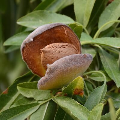 Zrelý plod mandľovníka | Frutree